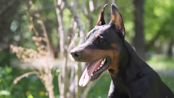 Doberman Sits on the Grass.