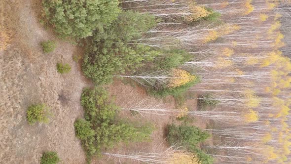 Vertical Video Autumn Forest with Trees in Ukraine Slow Motion