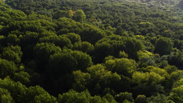 Flight over windy lush Duinen van Voorne dune forest in sunlight glow - aerial