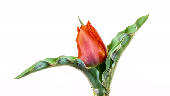 Red tulip blooms on a white background