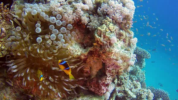 Clownfish and Sea Anemones