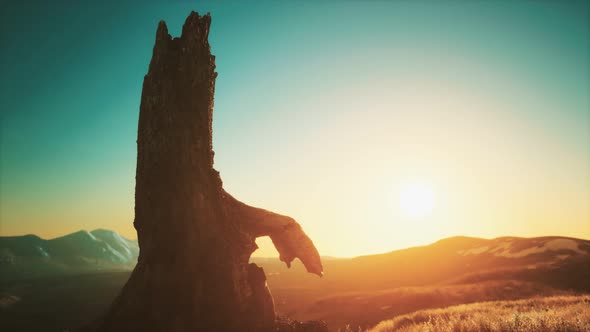 Old Tree Stump Trunk on the Hill at Sunset