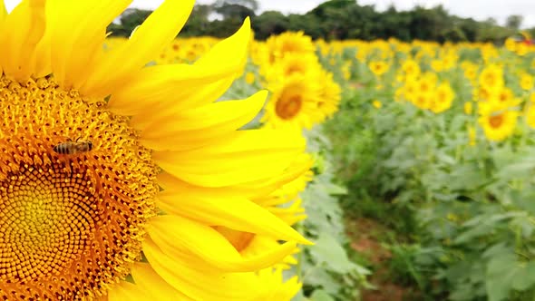 Field of sunflowers, bee pollination, vivid nature, strong colors, slow motion.