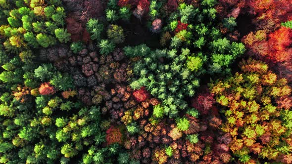 Red autumn forest. Polish rainforest. Aerial view of wildlife, Poland.