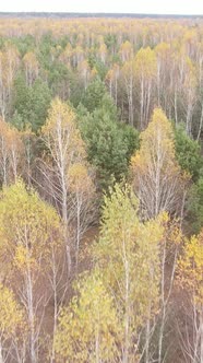 Vertical Video of Forest Landscape in Autumn Slow Motion