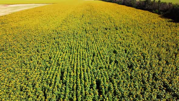 Aerial drone view of a flying over the sunflower field