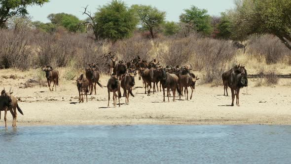 Blue Wildebeest Drinking At A Waterhole