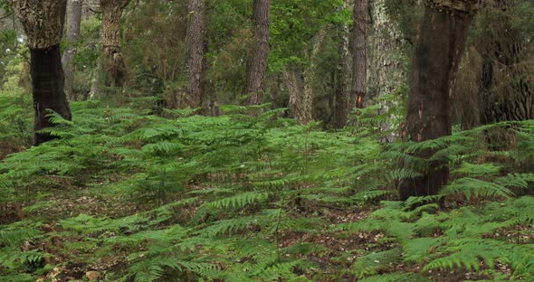 Quercus suber and pine trees, in the Landes forest, Nouvelle Aquitaine, France. The Landes forest  i