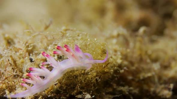 A brightly coloured Nudibranch crawling along the ocean floor