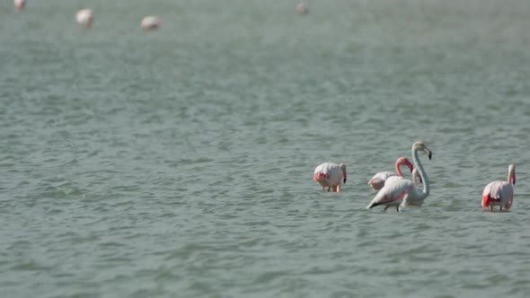 flamingo bird nature wildlife reserve delta ebro lagoon