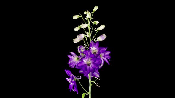 Timelapse of Blooming Blue Violet Delphinium Flower Isolated on Black Background