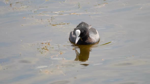 Coot Swimming in Pond