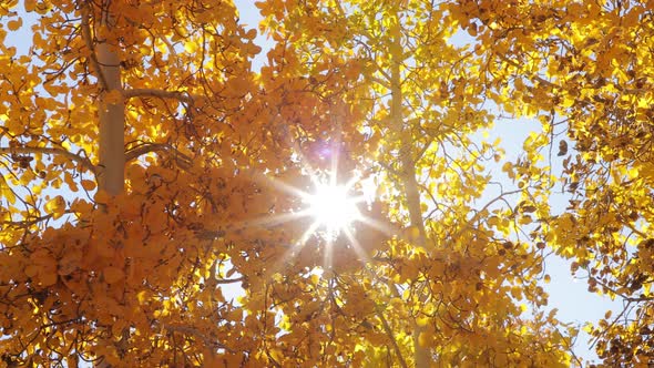 Golden Tree Leaves in Autumn Forest