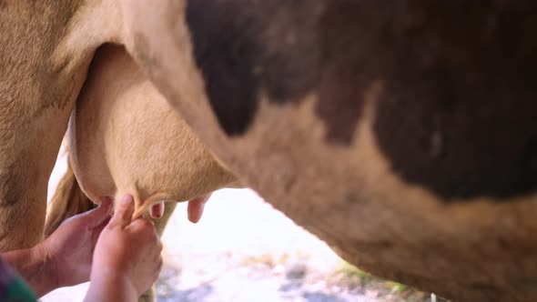 Women's Hands Milk a Cow's Udder in Close Up