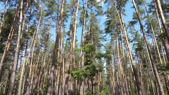 Natural Landscape in the Forest During the Day