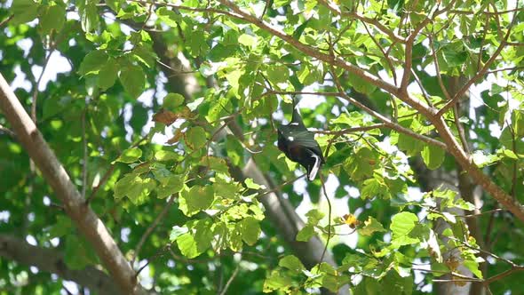 Flying Fox Hangs on a Tree Branch and Washes