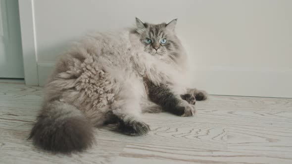 Big Fluffy Cat Lying By the Wall and Looking in the Camera