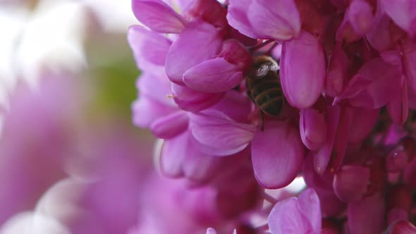 Pink Flowers On A Tree 4