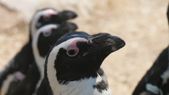 Colony of Black and White Penguins Looking Up and Waiting for Fish on a Sunny Day