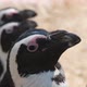 Colony of Black and White Penguins Looking Up and Waiting for Fish on a Sunny Day - VideoHive Item for Sale