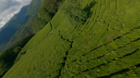 Beautiful Nature Landscape Greenery Tea Plantation Sport Fpv Drone