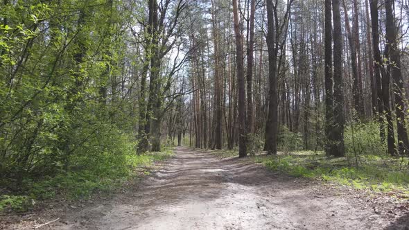 Aerial View of the Road Inside the Forest