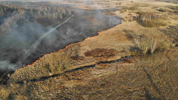 Large-scale Fires. Burning Grass and Trees in a Large Area.