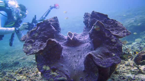 a photographer swims pass a huge giant clam to take a photo