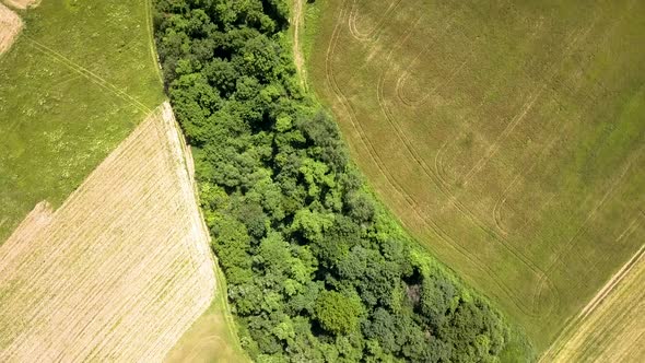 Top down aerial view of green summer forest with many fresh trees.