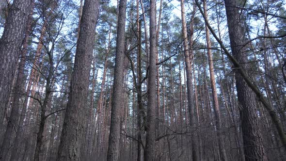 Forest Landscape Aerial View Slow Motion