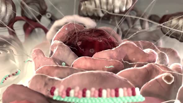 3D Scientific Animation of a Cellular RNA and Nucleus