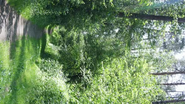 Vertical Video Aerial View Inside a Green Forest with Trees in Summer