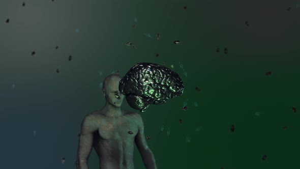 Human Brain 02