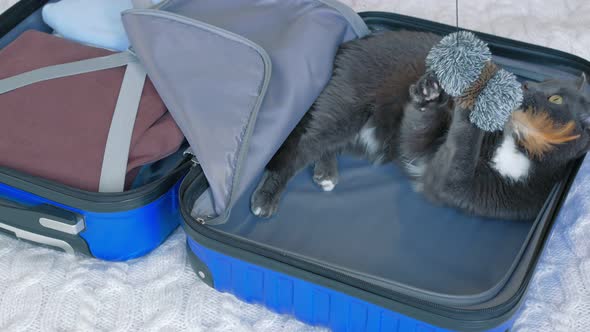 A Sleek Gray Cat Lies in a Blue Travel Case