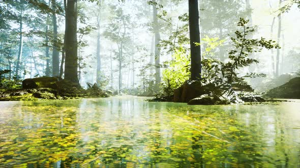 Sunrise with Sunbeams Through the Forest By the Lake