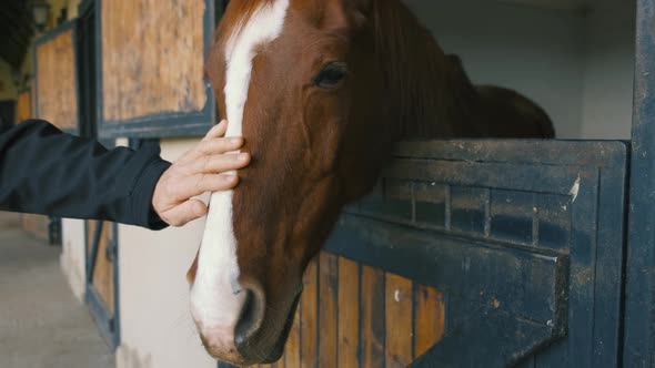 Brown Horse Head