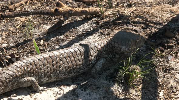 western australian shingleback lizard