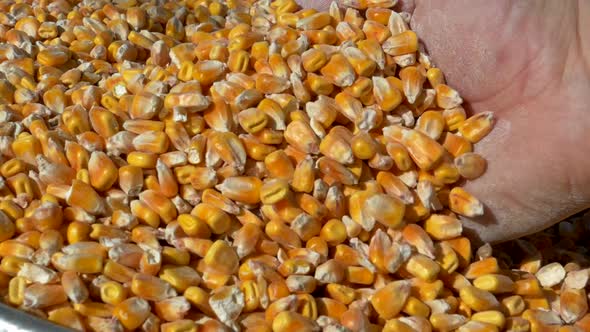 Hand Flipping Corn Seeds