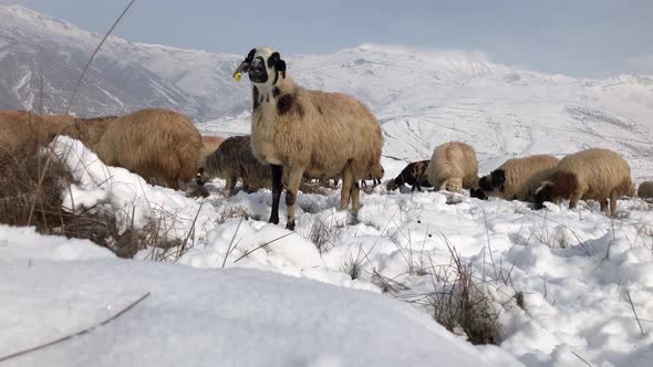 Herding Sheep In Snow Winter Mountains, Flock Of Lambs Grazing Hill, Pastoral