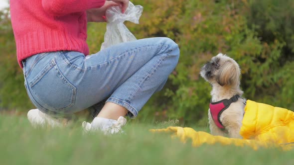 Woman Takes Treats Feed Funny Shih Tzu Dog Sitting on Field