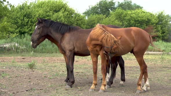 Young Horses on Stand on the Farm. Horses Stand Next To Each Other.