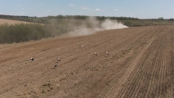 Storks on the Field Looking for Food on Tractor Harvester Background in Spring. Storks Walk Through