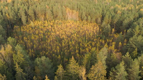 Plot of Land with Trees Restored After Fire