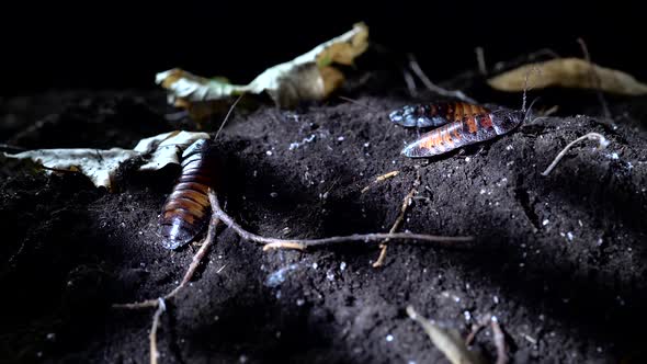 Madagascar Cockroaches Crawling on the Soil in the Night Forest.