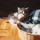 Two Cute Little Kittens are Playing in a Wicker Basket - VideoHive Item for Sale