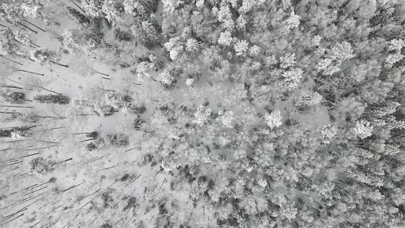 New Year's Winter Forest is Completely Covered with Snow Aerial View