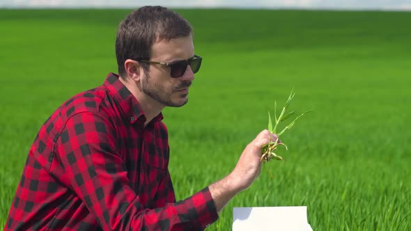 Young Farmer Checking the Integrity of the Wheat Field of Agriculture. Smart Eco a Harvesting