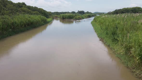 The rio cotos flowing through green wetlands dominated by high reed plants. Wide angle tracking shot