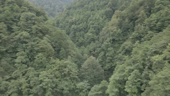 Mtirala National Park from drone, Adjara, Georgia. Flying over subtropical mountain forest