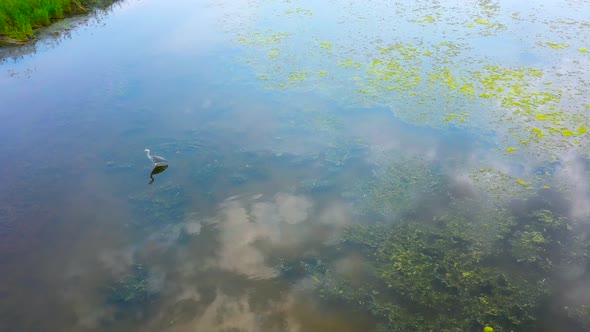 Herons Hunt On The Lake 